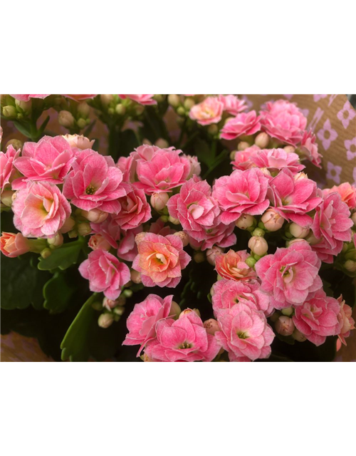 Kalanchoe bloss. Roseflowers Rosa T13