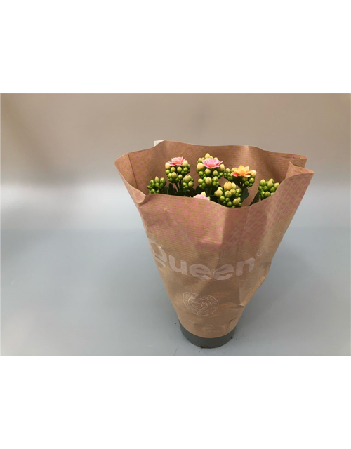 Kalanchoe bloss. Roseflowers RotT10,5