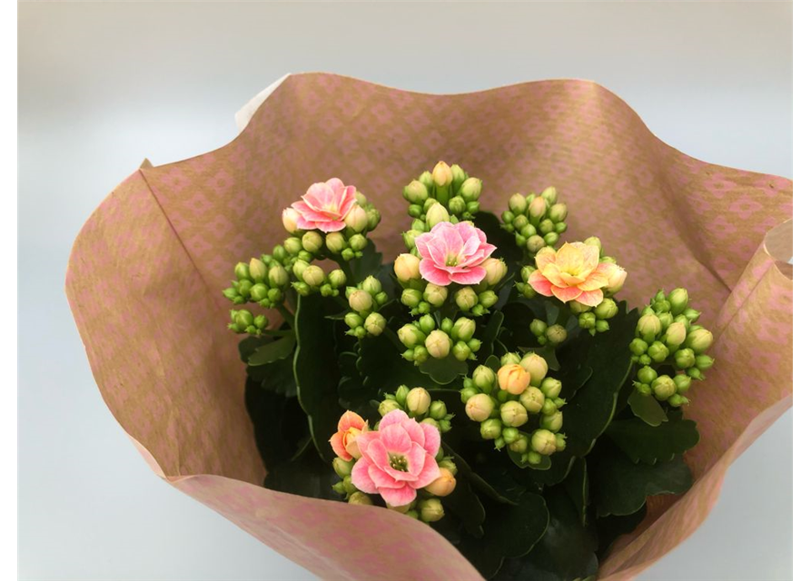 Kalanchoe bloss. Roseflowers RotT10,5