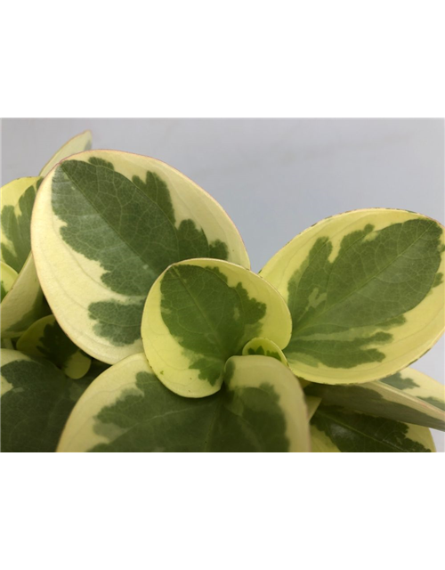 Peperomia obt. Obtipan T10,5