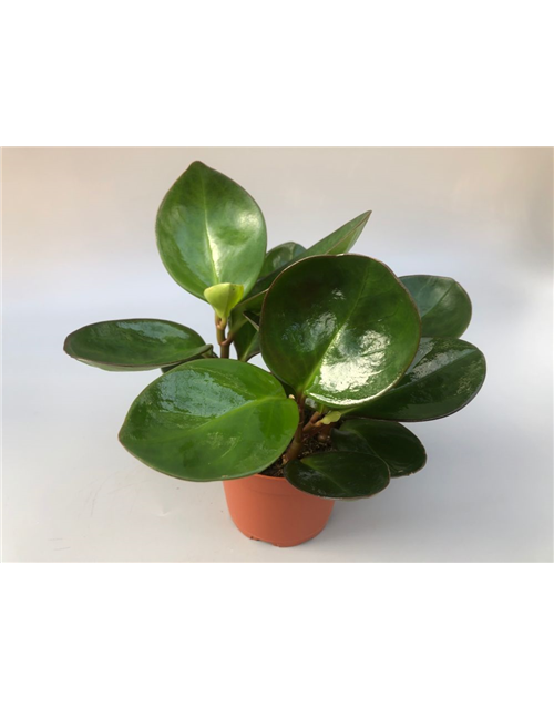 Peperomia obt. Red Canyon T11