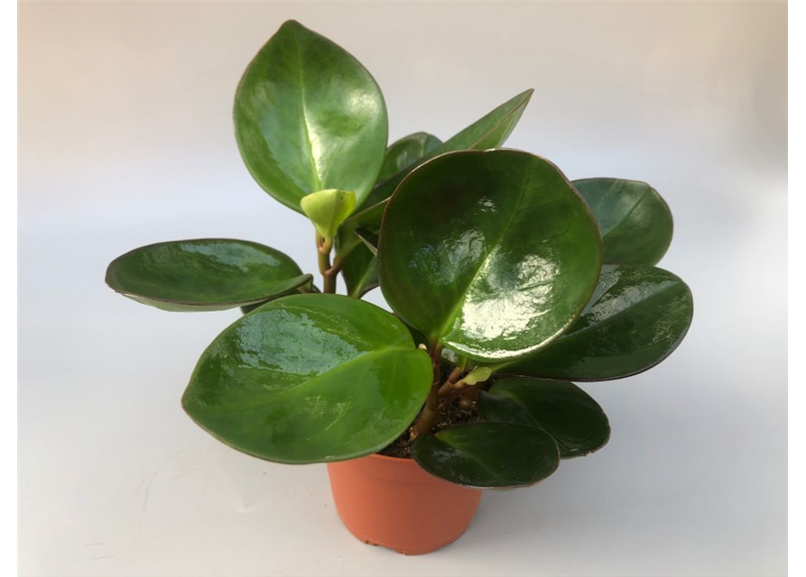 Peperomia obt. Red Canyon T11