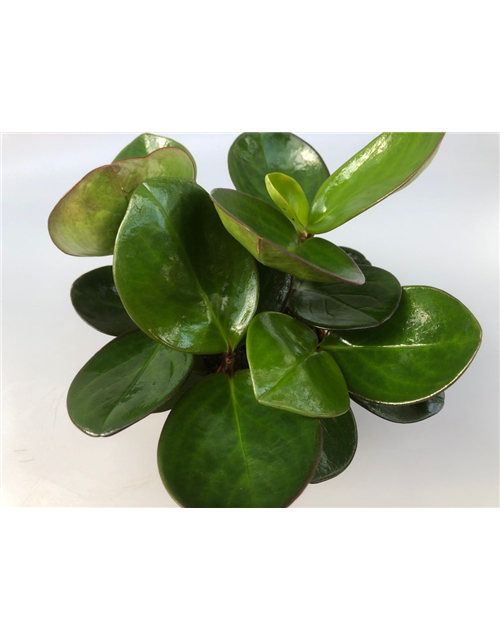 Peperomia obt. Red Canyon T11