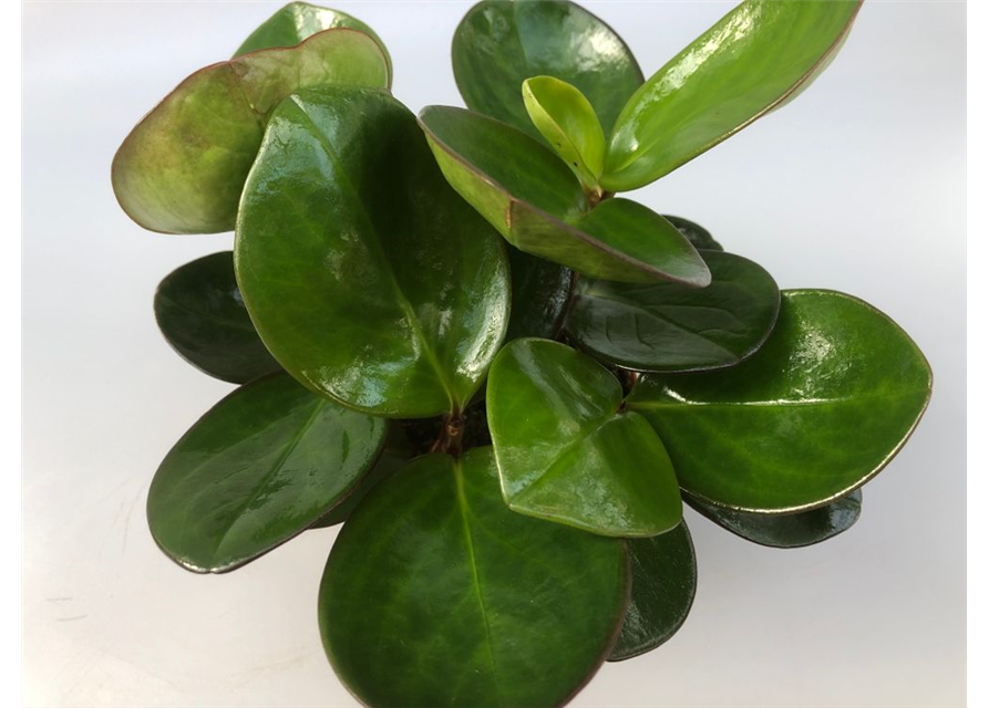 Peperomia obtusifolia Red Margine T11