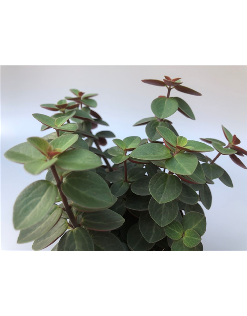 Peperomia verticilata Red Log T10,5