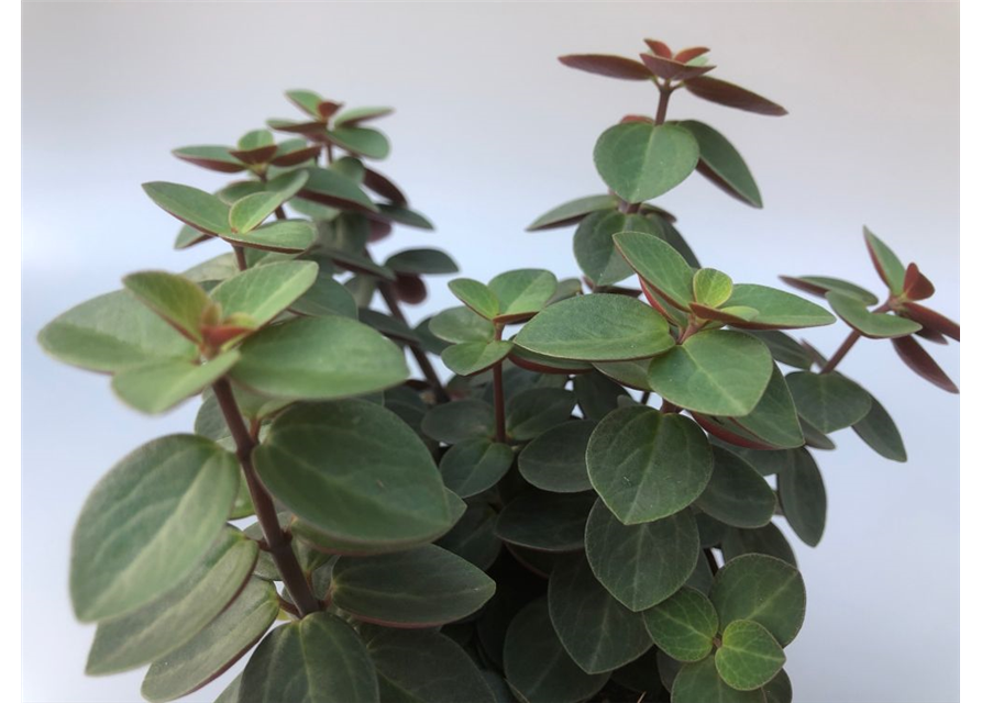 Peperomia verticilata Red Log T10,5