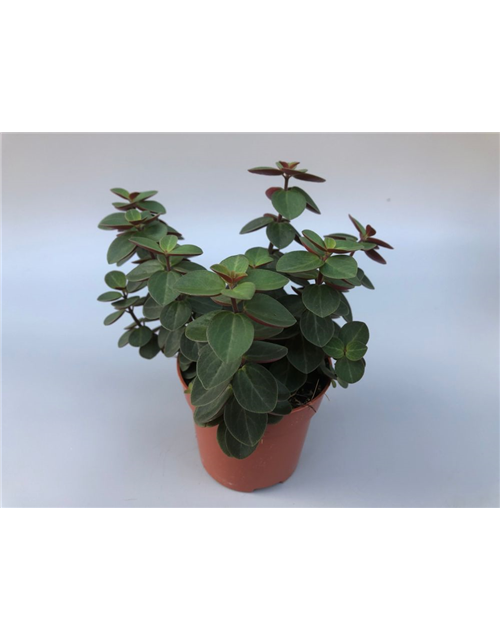 Peperomia verticilata Red Log T10,5