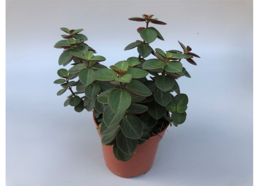 Peperomia verticilata Red Log T10,5