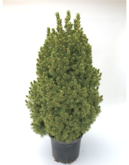 Picea glauca Conica T24