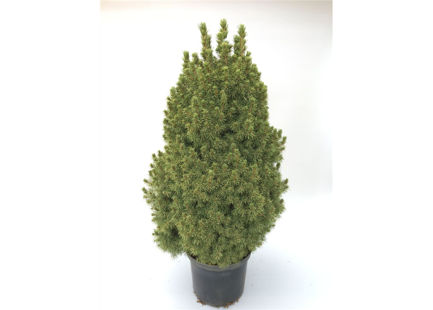 Picea glauca Conica T24