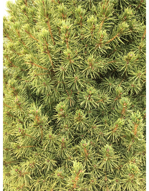 Picea glauca Conica T24