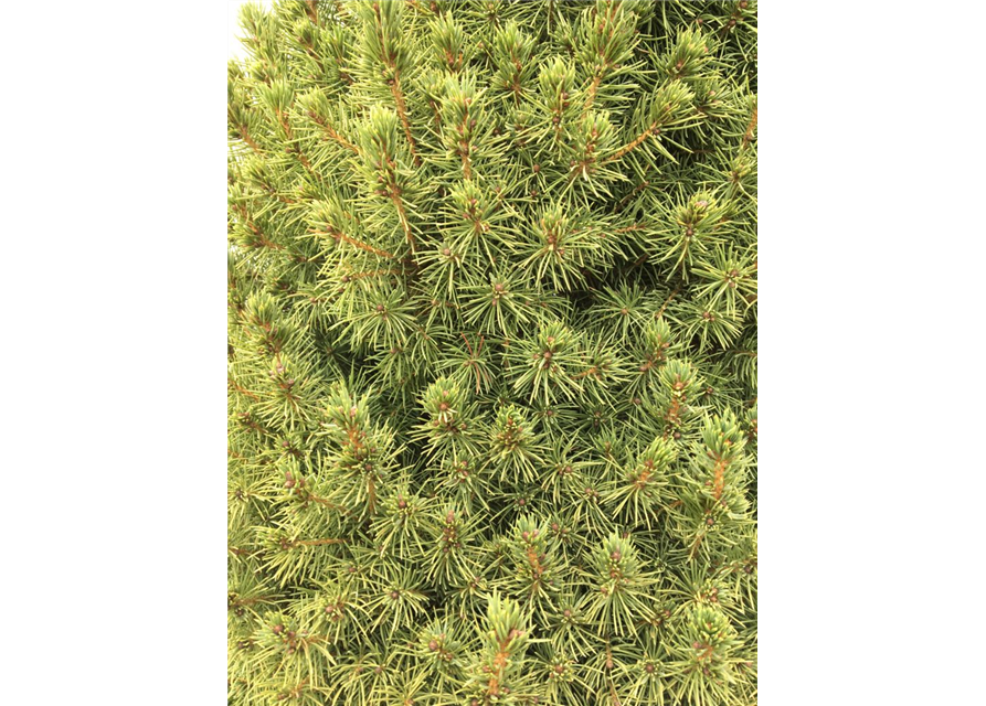 Picea glauca Conica T24