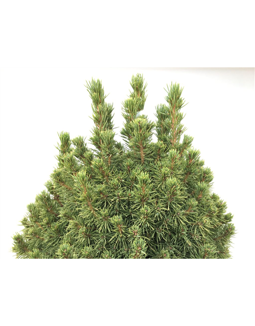 Picea glauca Conica T24