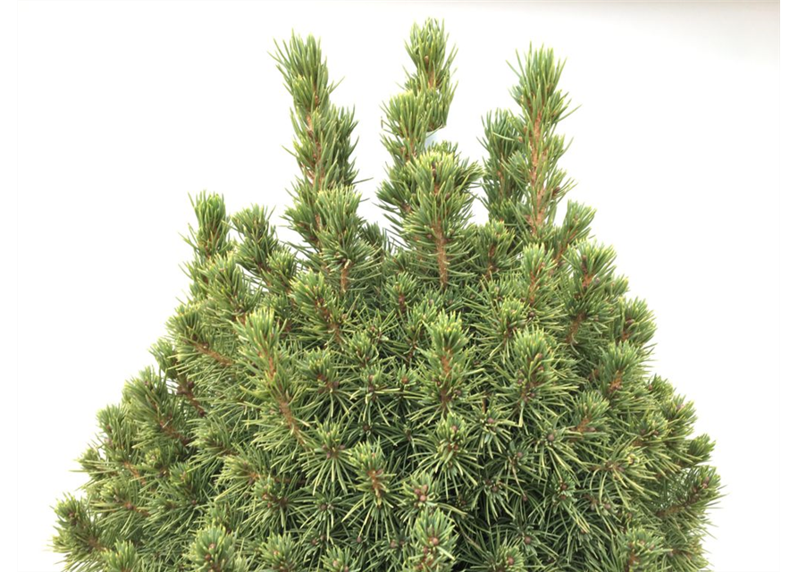 Picea glauca Conica T24