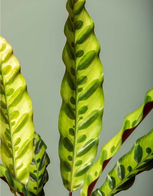 Calathea lancifolia T6