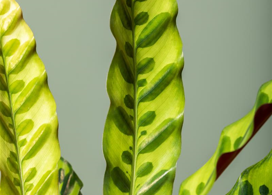 Calathea lancifolia T6