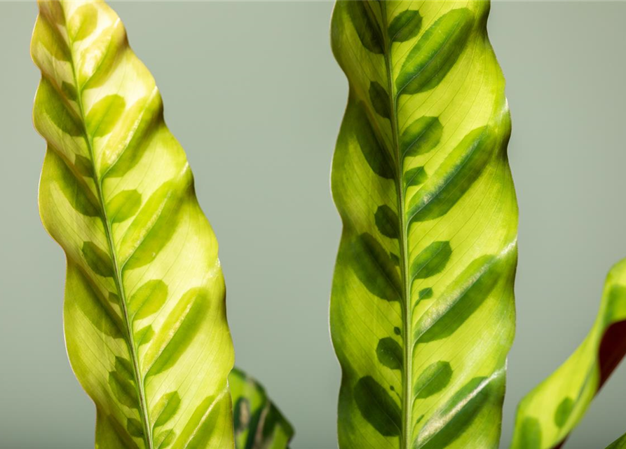 Calathea lancifolia T6