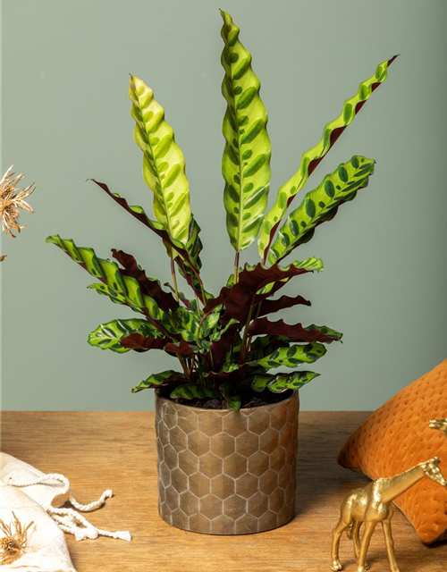 Calathea lancifolia T6