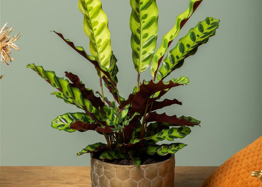 Calathea lancifolia T6