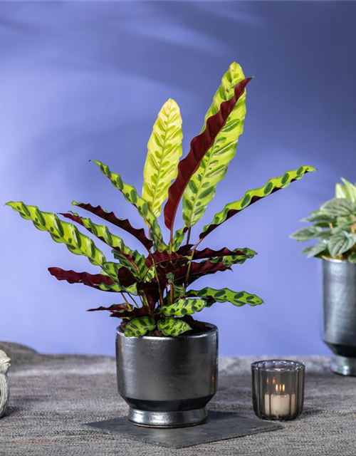 Calathea lancifolia T6