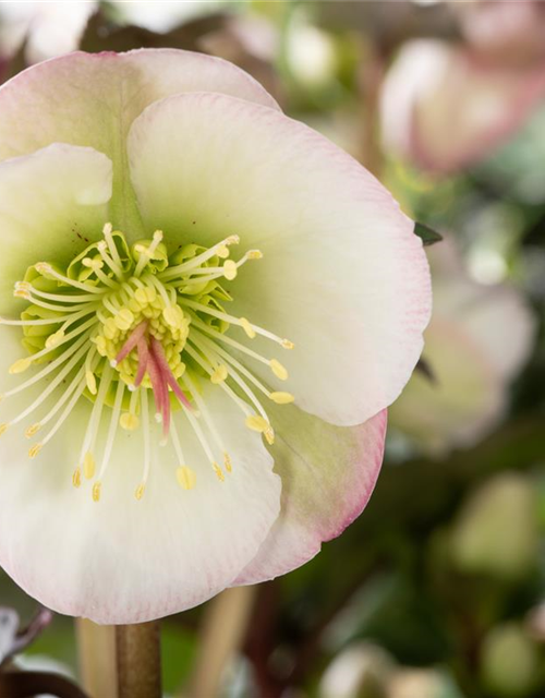 Helleborus ericsmithii Topf 15cm