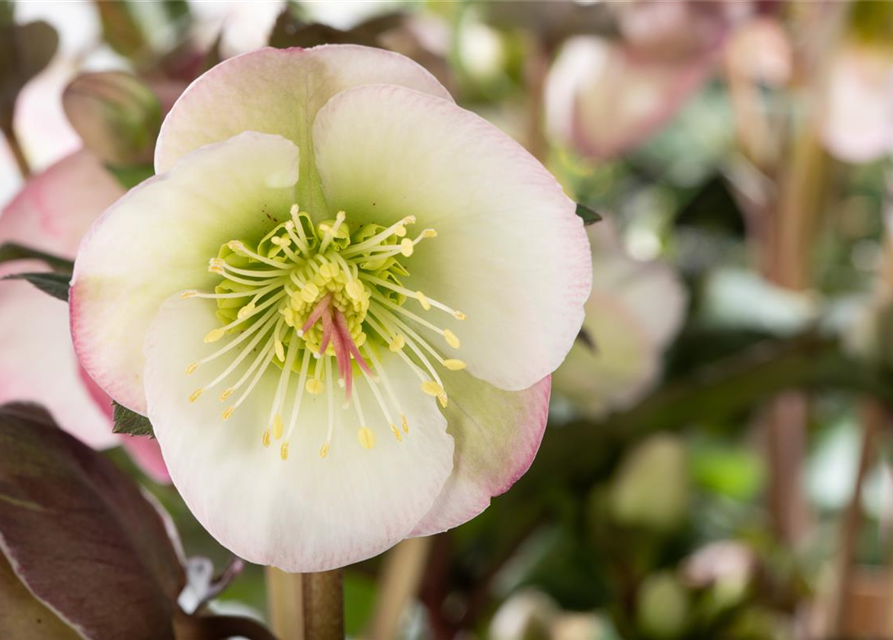 Helleborus ericsmithii Topf 15cm