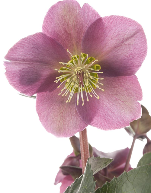 Helleborus ballardia Topf 15cm