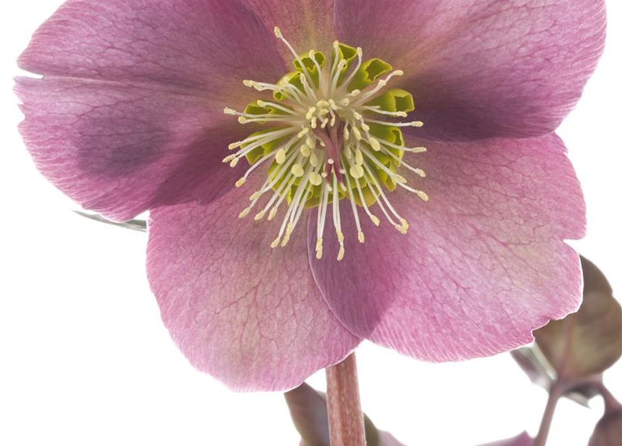 Helleborus ballardia Topf 15cm