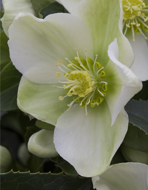 Helleborus-Hybriden Topf 15cm