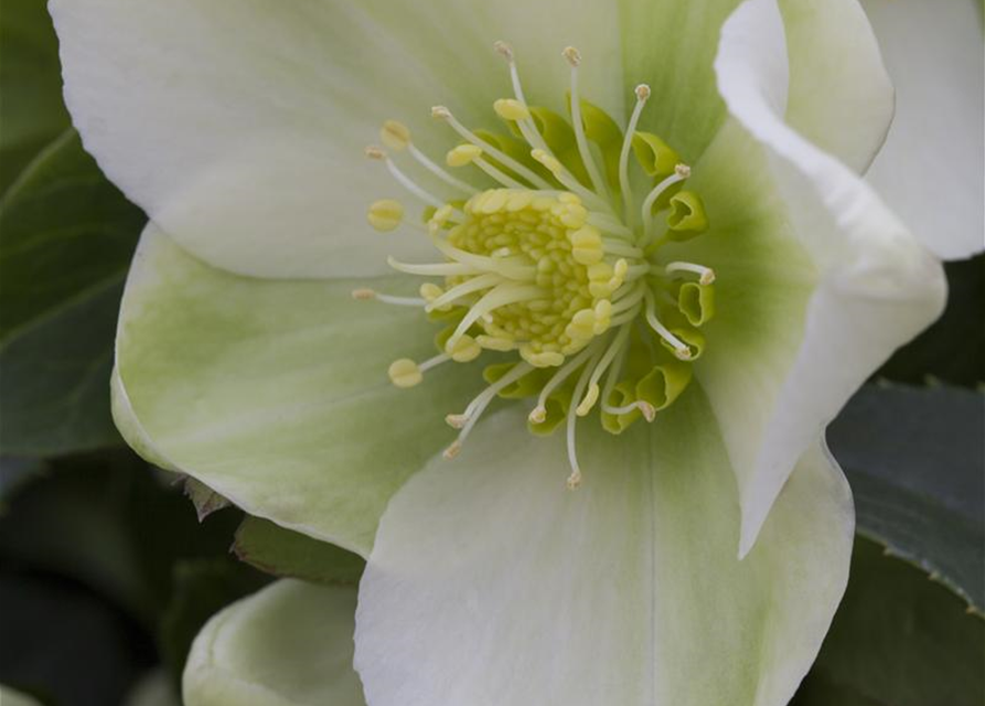 Helleborus-Hybriden Topf 15cm