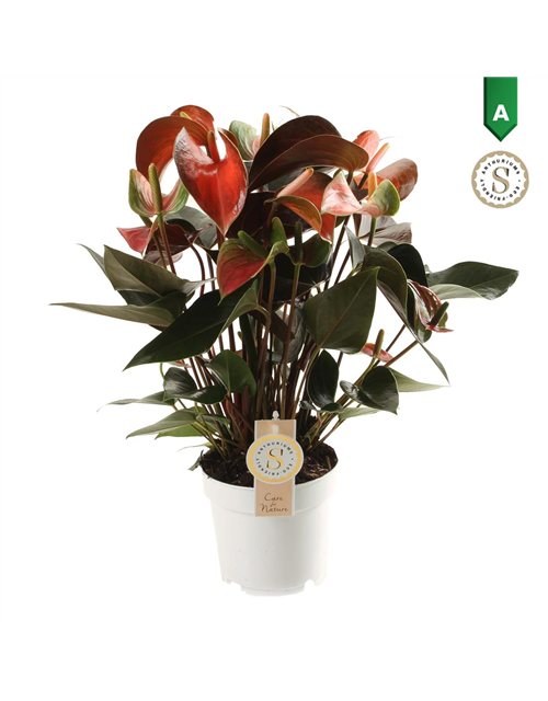 Anthurium andreanum Rainbow Champion T14