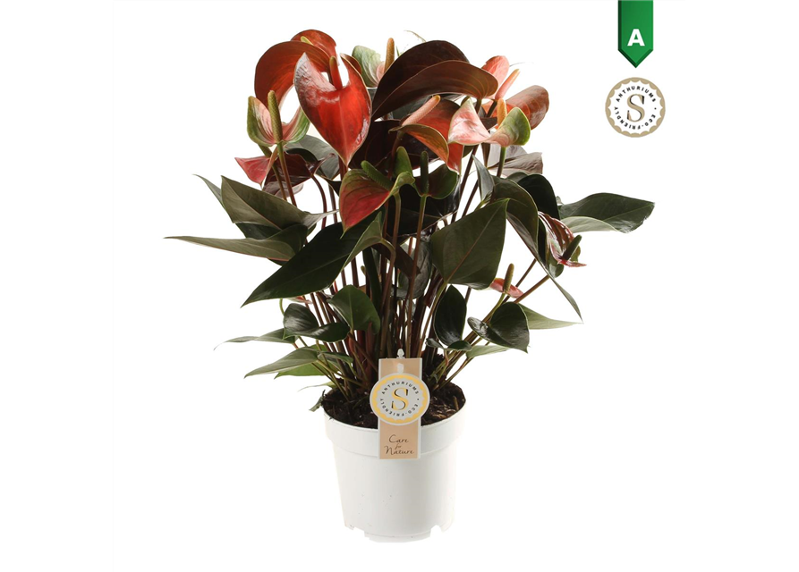 Anthurium andreanum Rainbow Champion T14