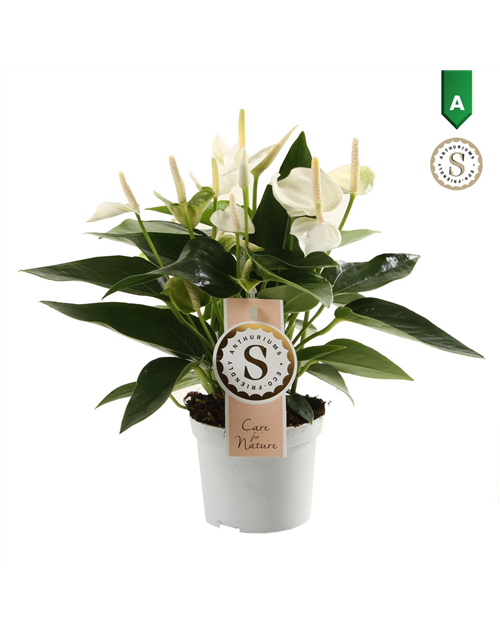 Anthurium andreanum White Champion T9