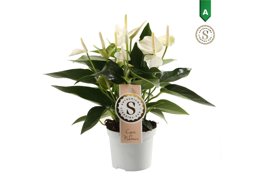 Anthurium andreanum White Champion T9