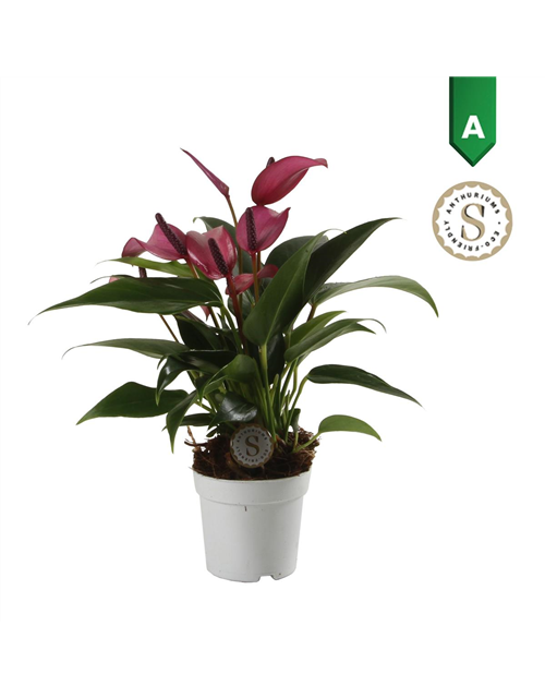 Anthurium andreanum Zizou T7