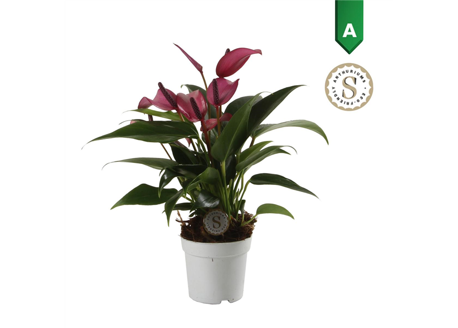 Anthurium andreanum Zizou T7