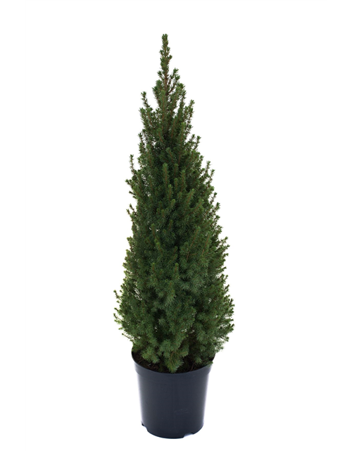 Picea glauca Conica Perfecta C6,6