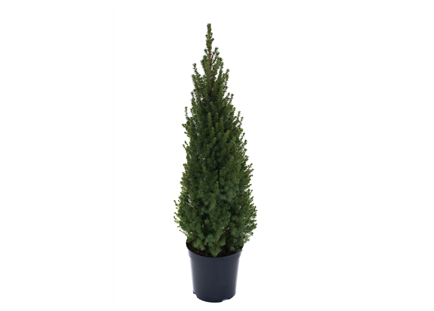 Picea glauca Conica Perfecta C6,6