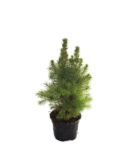 Picea glauca Conica Perfecta T9