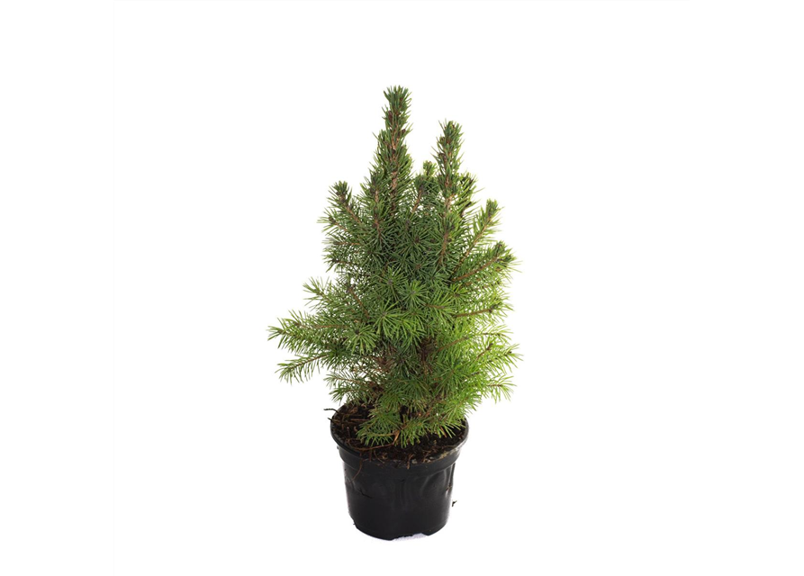 Picea glauca Conica Perfecta T9