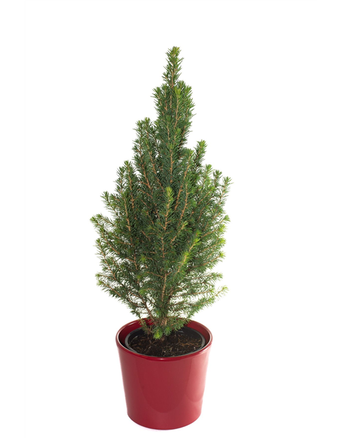 Picea glauca Conica T13