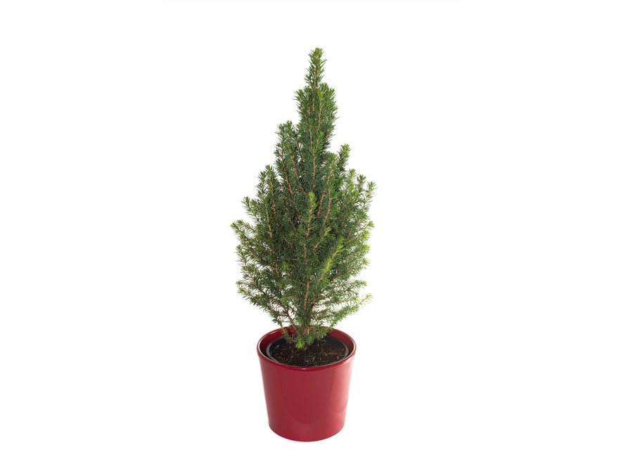 Picea glauca Conica T13