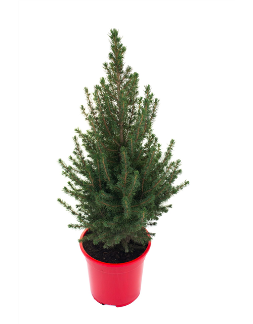 Picea glauca Conica T21