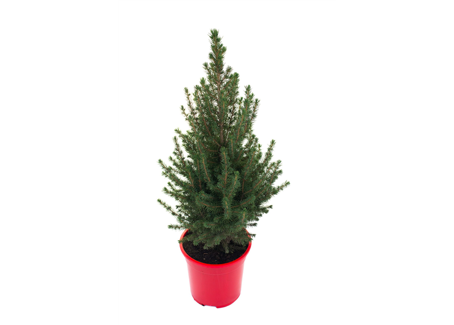 Picea glauca Conica T21