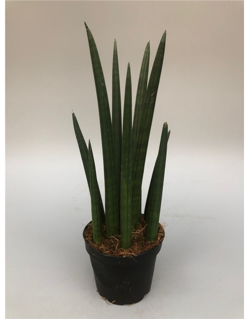 Sansevieria cylindrica Rocket T11