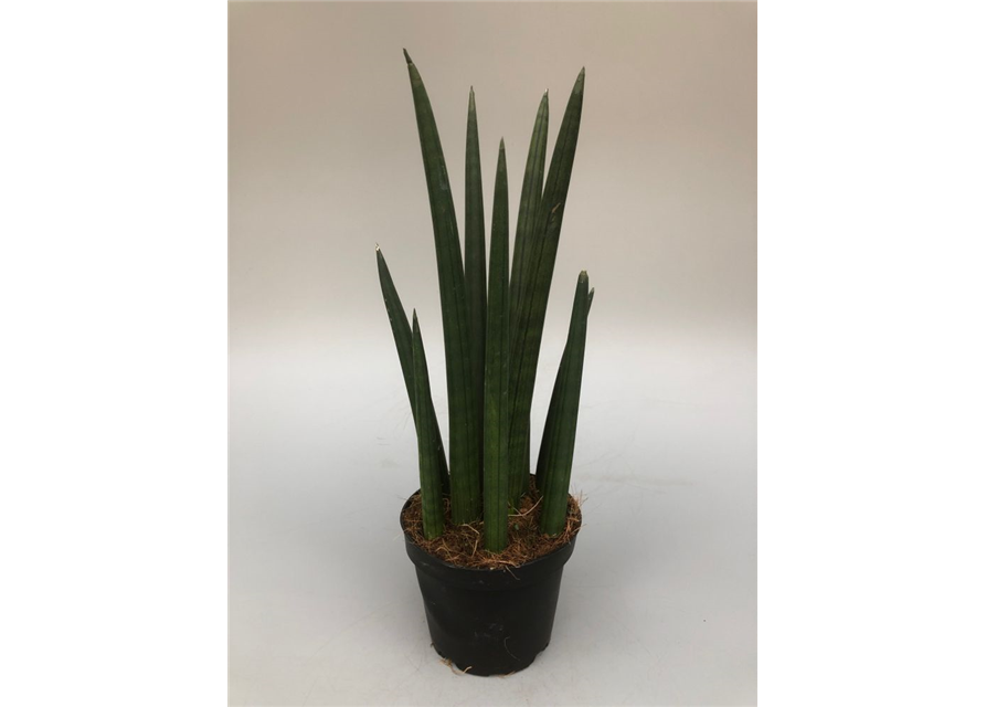 Sansevieria cylindrica Rocket T11