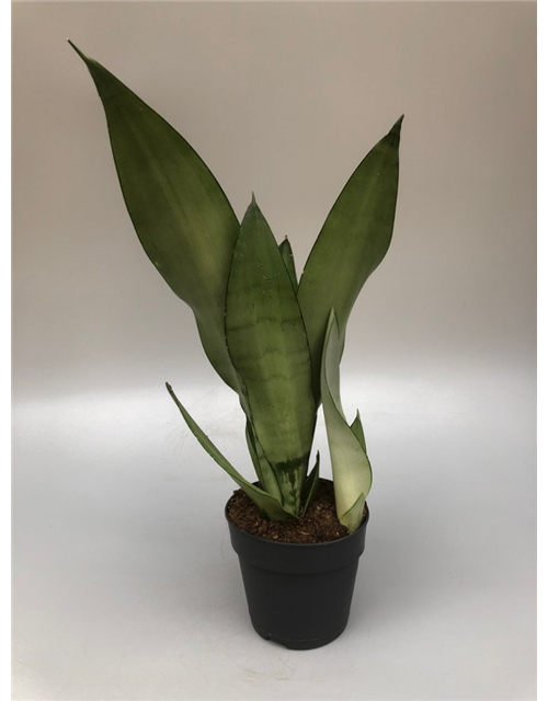 Sansevieria trifasciata Moonlight T11