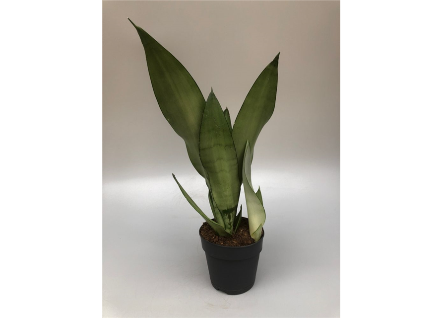 Sansevieria trifasciata Moonlight T11