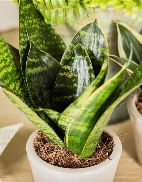 Sansevieria trifasciata Hahnii T9