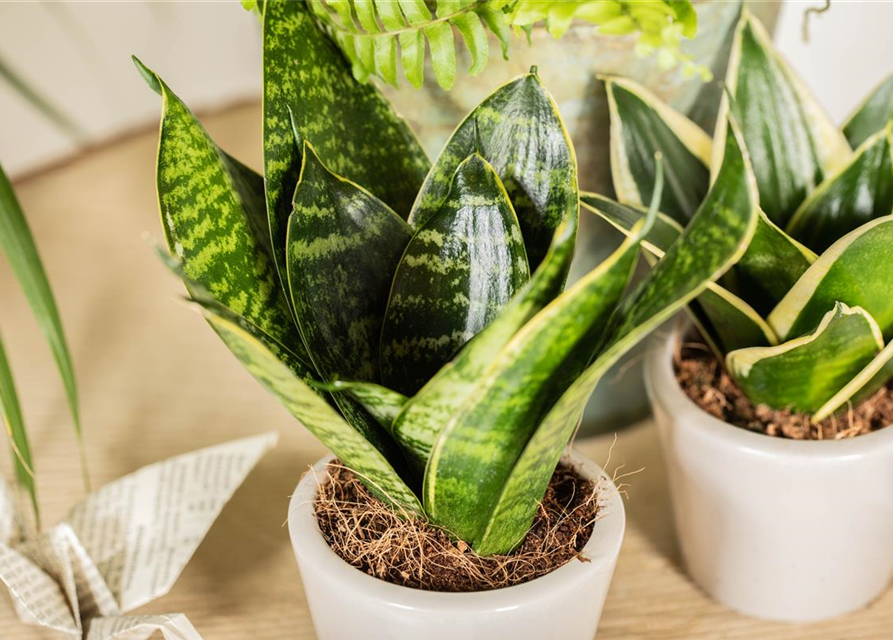 Sansevieria trifasciata Hahnii T9